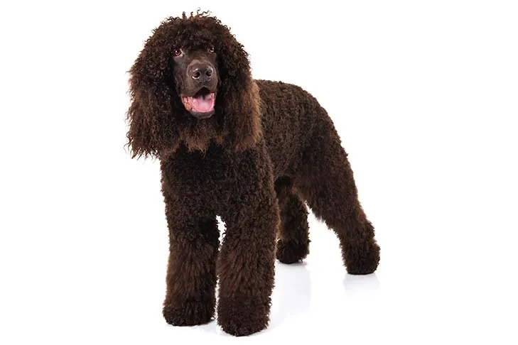 اسپنیل آبی ایرلندی (Irish Water Spaniel)