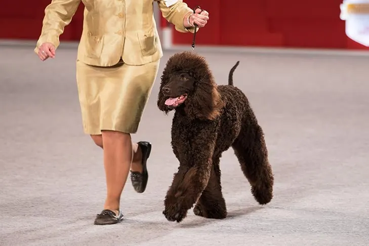 Irish Water Spaniel