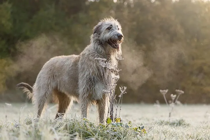 ولف‌هاند ایرلندی (Irish Wolfhound)