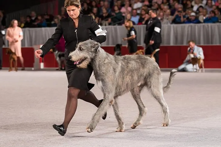 Irish Wolfhound