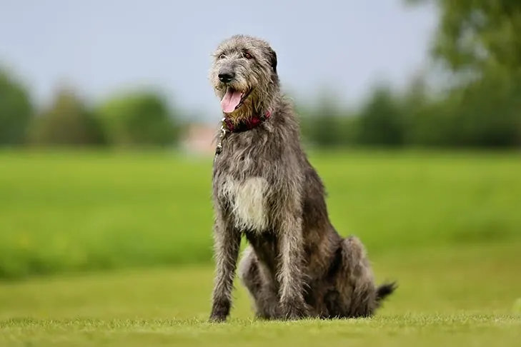 ولف‌هاند ایرلندی (Irish Wolfhound)