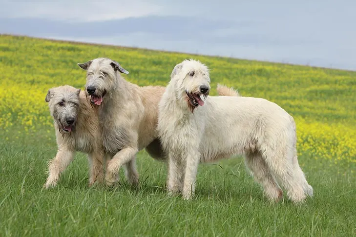 گالری تاریخچه ولف‌هاند ایرلندی (Irish Wolfhound)