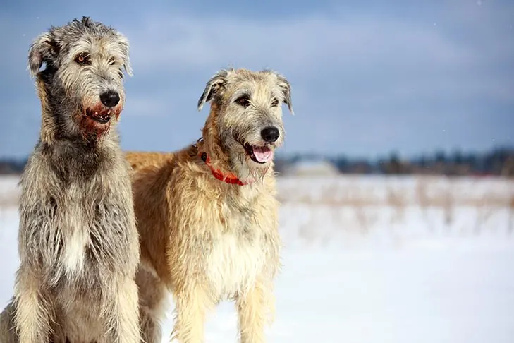 گالری تاریخچه ولف‌هاند ایرلندی (Irish Wolfhound)