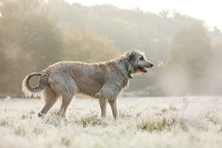 گالری تاریخچه ولف‌هاند ایرلندی (Irish Wolfhound)