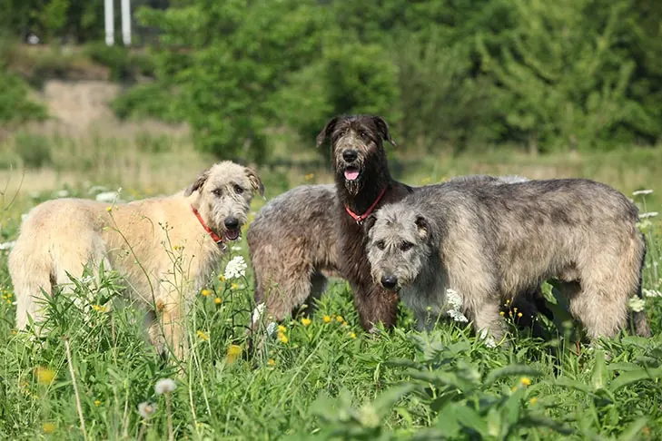 گالری تاریخچه ولف‌هاند ایرلندی (Irish Wolfhound)