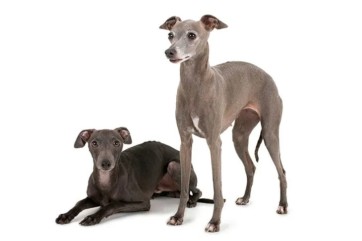 تازی ایتالیایی (Italian Greyhound)
