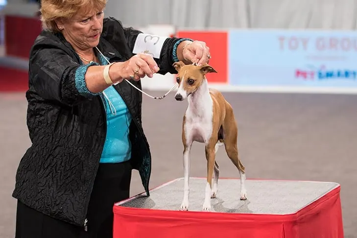 Italian Greyhound