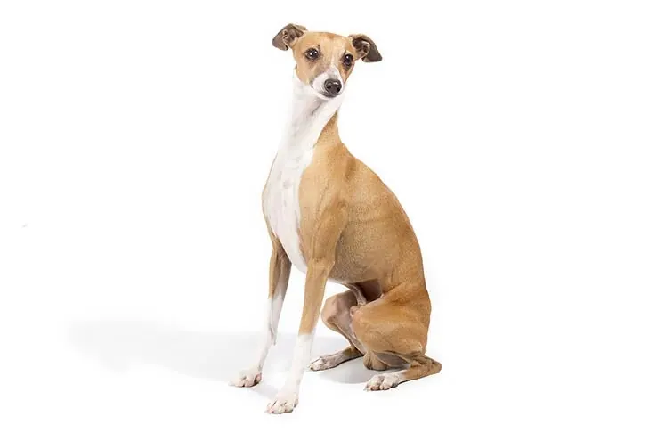 تازی ایتالیایی (Italian Greyhound)