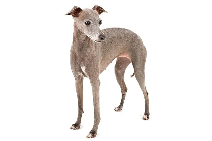 گالری تاریخچه تازی ایتالیایی (Italian Greyhound)