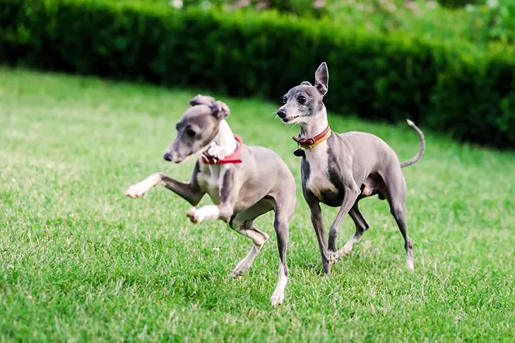 گالری تاریخچه تازی ایتالیایی (Italian Greyhound)