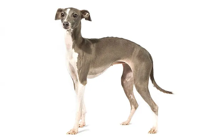 گالری تاریخچه تازی ایتالیایی (Italian Greyhound)