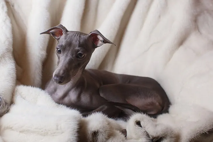 گالری تاریخچه تازی ایتالیایی (Italian Greyhound)