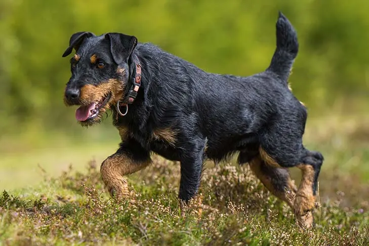یاگدتریر (Jagdterrier)