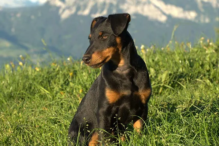 Jagdterrier