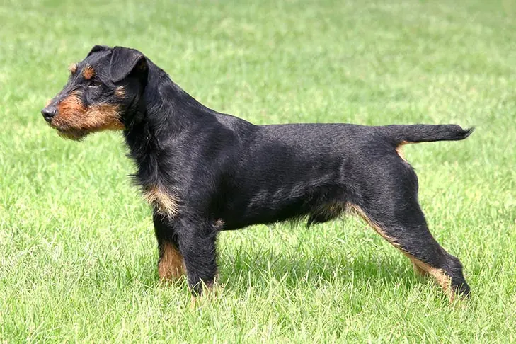 یاگدتریر (Jagdterrier)