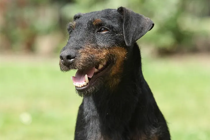 گالری تاریخچه یاگدتریر (Jagdterrier)