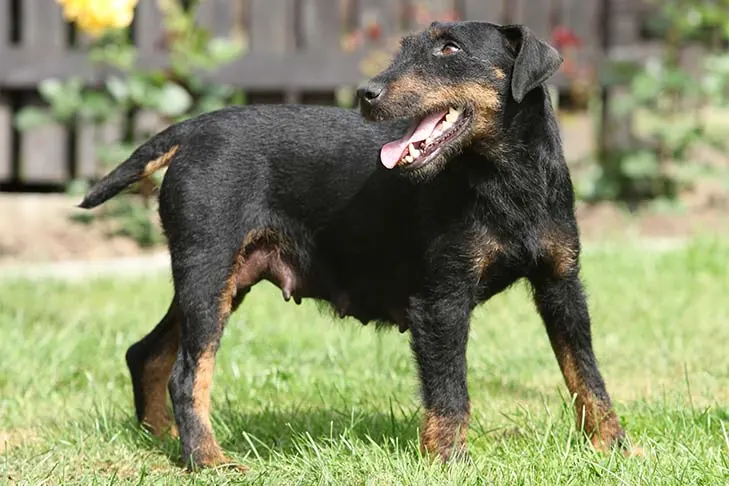 گالری تاریخچه یاگدتریر (Jagdterrier)