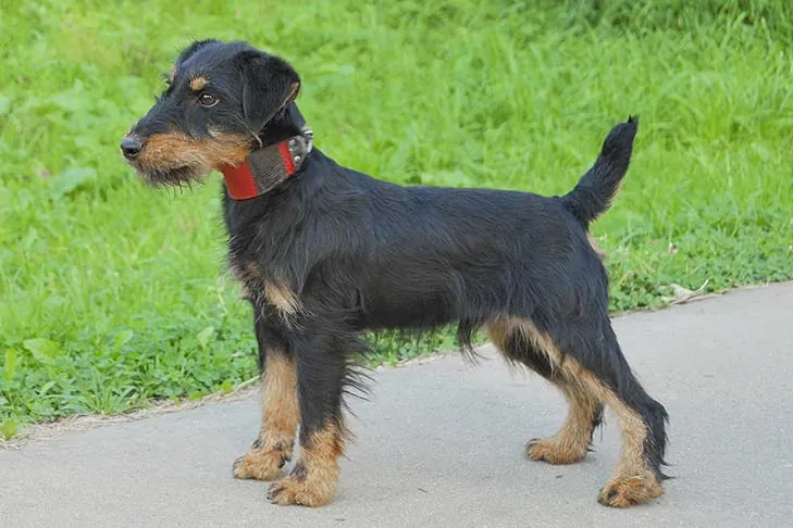 گالری تاریخچه یاگدتریر (Jagdterrier)