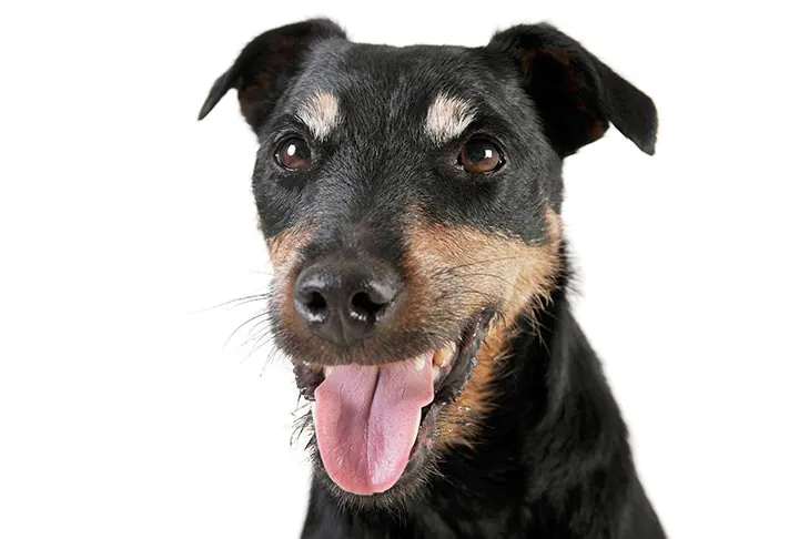گالری تاریخچه یاگدتریر (Jagdterrier)