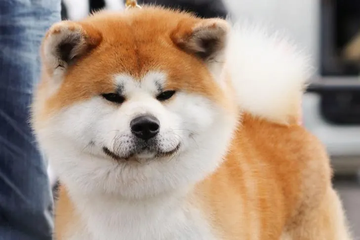Japanese Akitainu