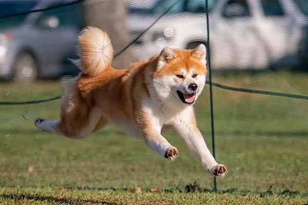 جاپانیز آکیتااینو (Japanese Akitainu)