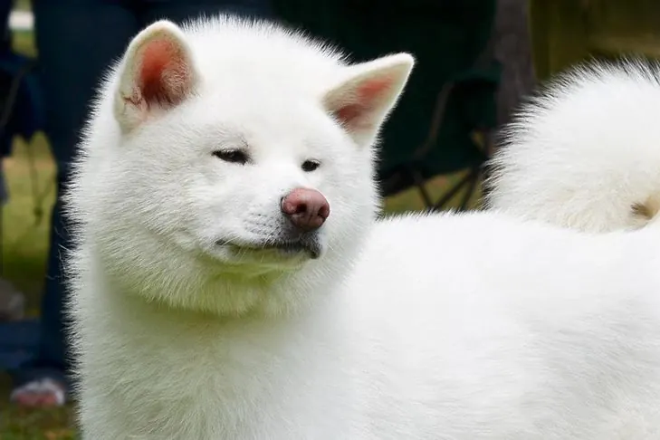 گالری تاریخچه جاپانیز آکیتااینو (Japanese Akitainu)