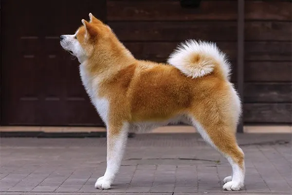 گالری تاریخچه جاپانیز آکیتااینو (Japanese Akitainu)