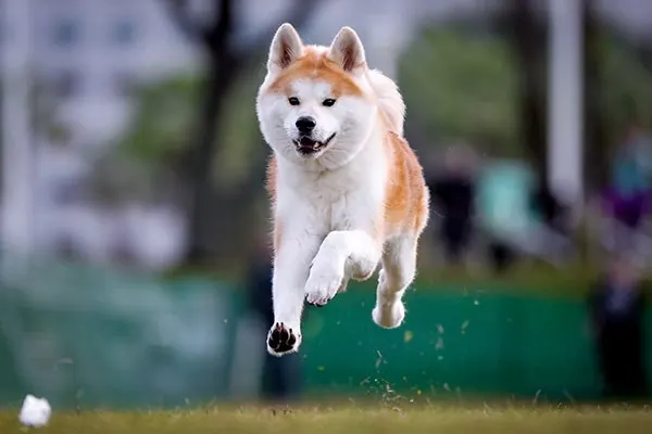 گالری تاریخچه جاپانیز آکیتااینو (Japanese Akitainu)