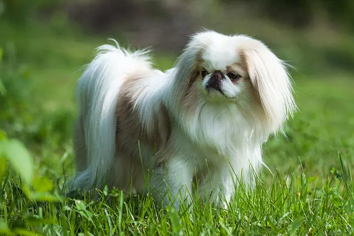 چین ژاپنی (Japanese Chin)