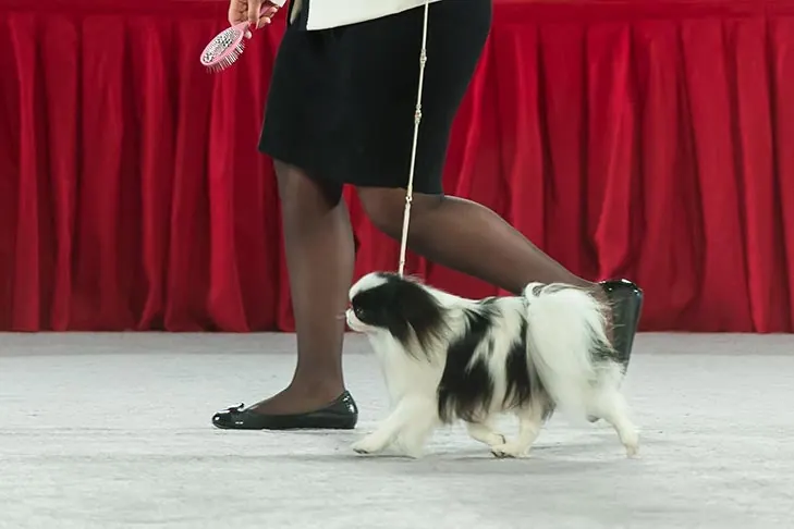 Japanese Chin