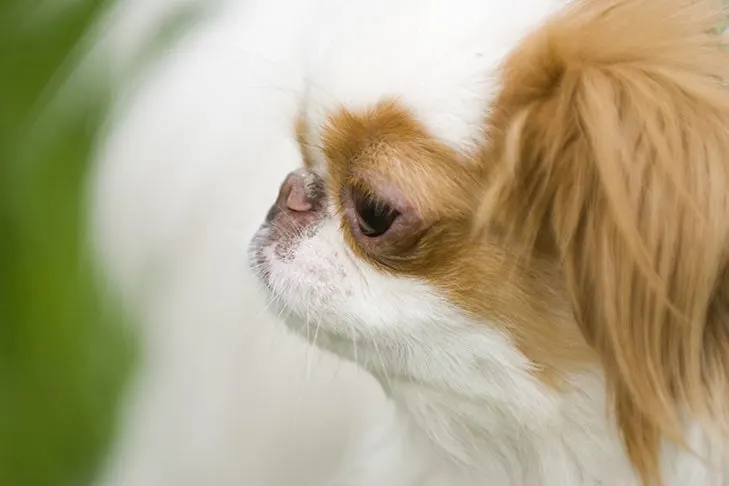 چین ژاپنی (Japanese Chin)