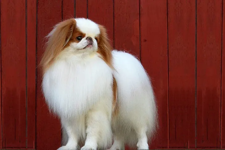 گالری تاریخچه چین ژاپنی (Japanese Chin)