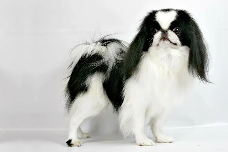 گالری تاریخچه چین ژاپنی (Japanese Chin)