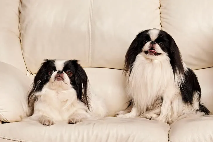 گالری تاریخچه چین ژاپنی (Japanese Chin)