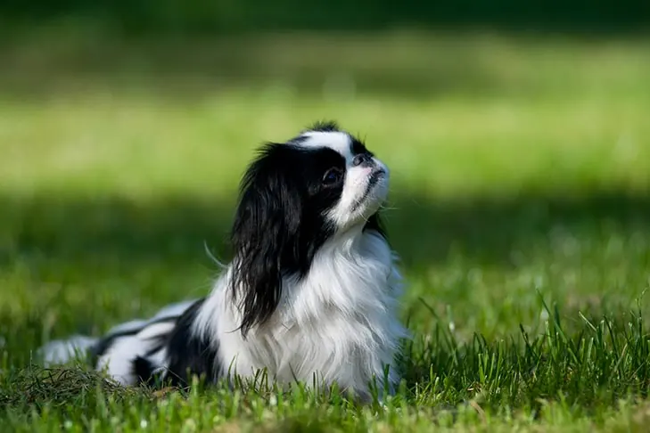 گالری تاریخچه چین ژاپنی (Japanese Chin)