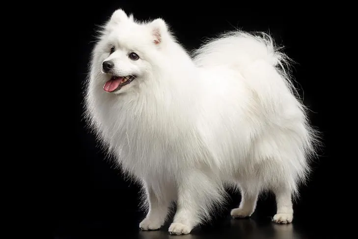 جاپانیز اشپیتز (Japanese Spitz)