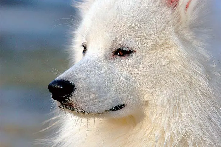 Japanese Spitz