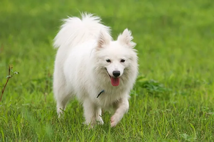 جاپانیز اشپیتز (Japanese Spitz)