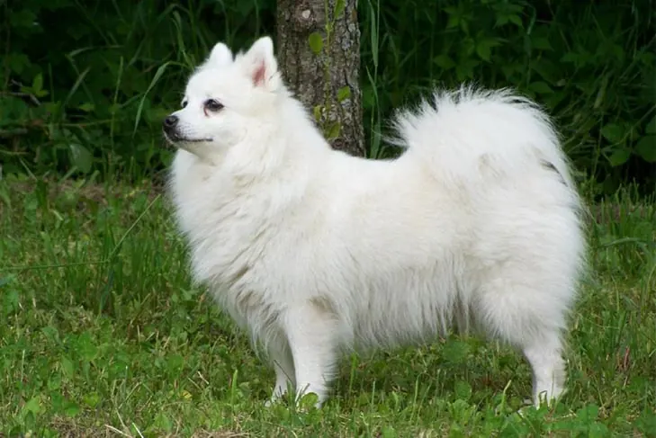 گالری تاریخچه جاپانیز اشپیتز (Japanese Spitz)