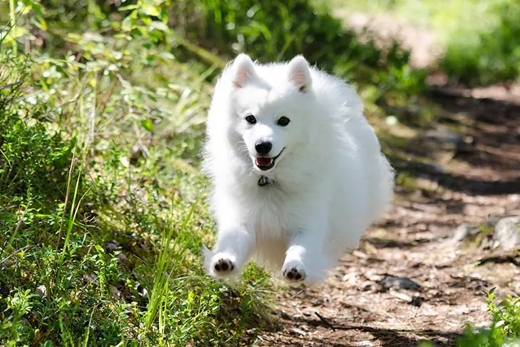 گالری تاریخچه جاپانیز اشپیتز (Japanese Spitz)