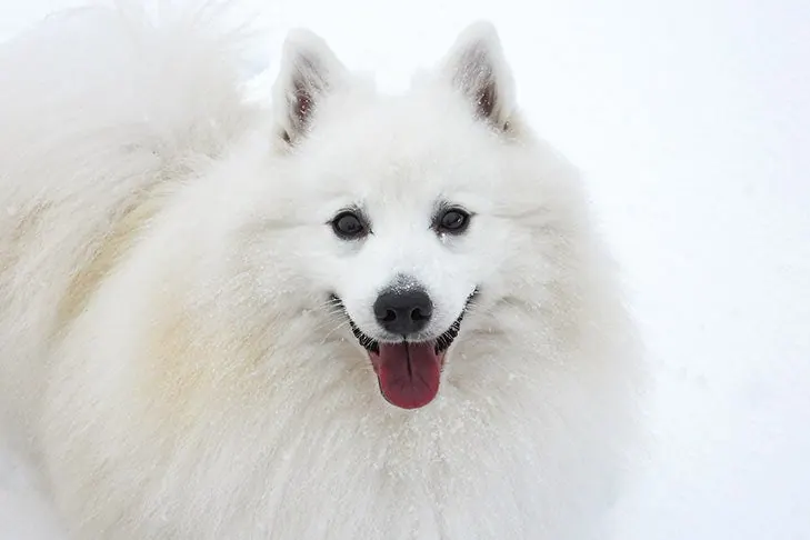 گالری تاریخچه جاپانیز اشپیتز (Japanese Spitz)