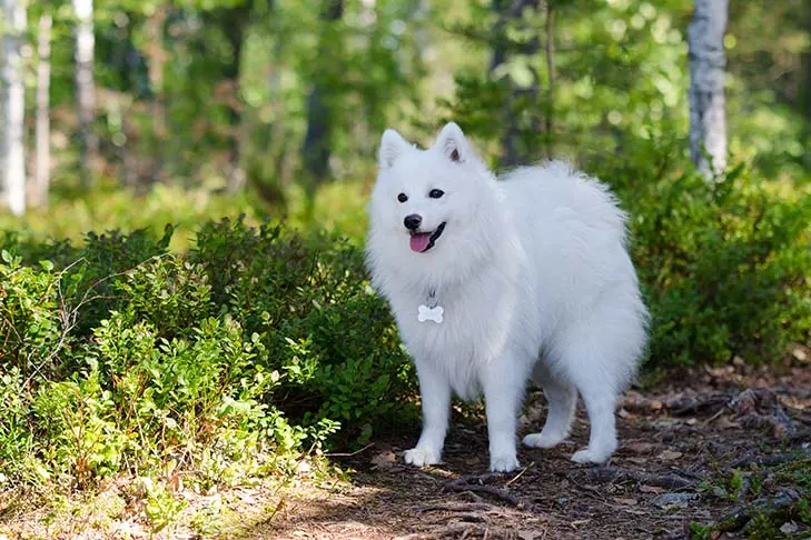 گالری تاریخچه جاپانیز اشپیتز (Japanese Spitz)