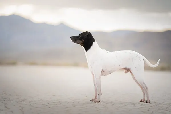 تریر ژاپنی (Japanese Terrier)