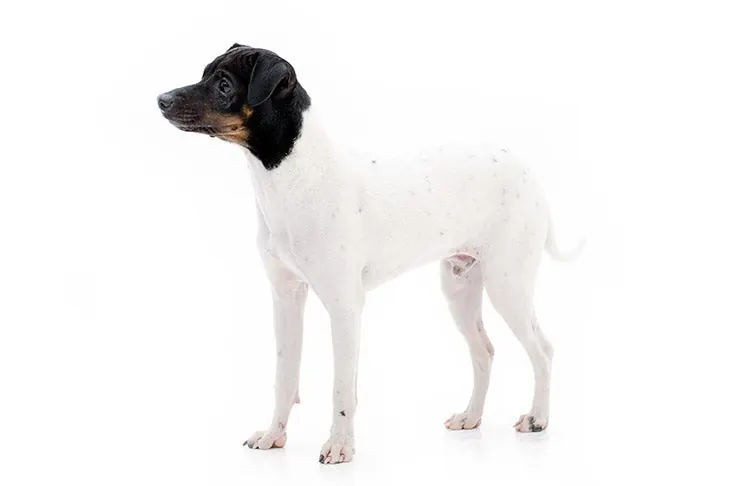 Japanese Terrier