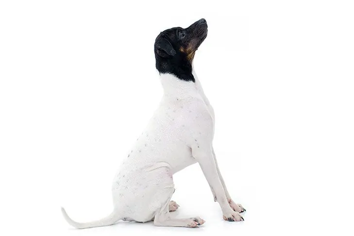 تریر ژاپنی (Japanese Terrier)