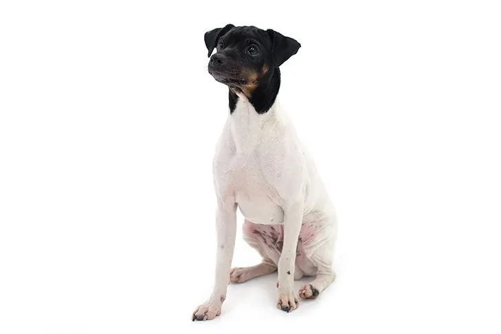 گالری تاریخچه تریر ژاپنی (Japanese Terrier)