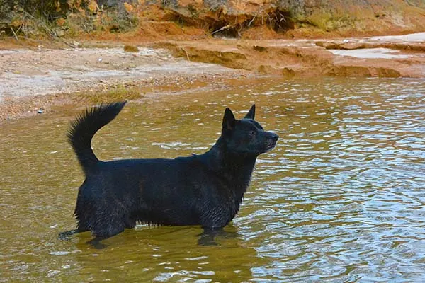 عکس کای کن
