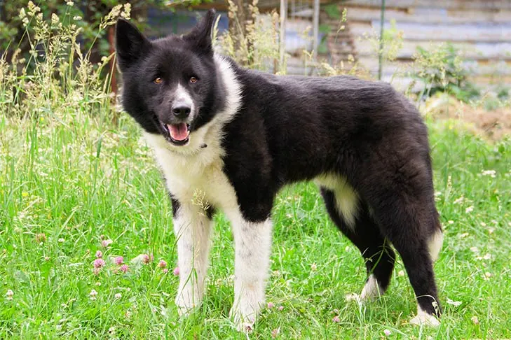 کارلین بیر داگ (Karelian Bear Dog)