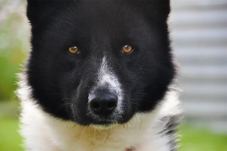 Karelian Bear Dog