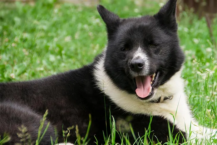 کارلین بیر داگ (Karelian Bear Dog)